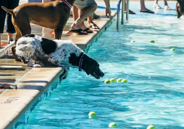 Dog next to swimming pool