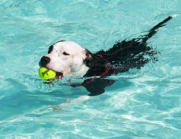 Dog swimming with tennis ball