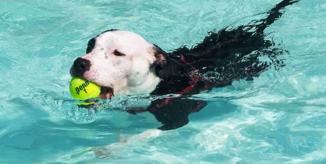 7 Animal-Friendly Destinations for Your Vacation