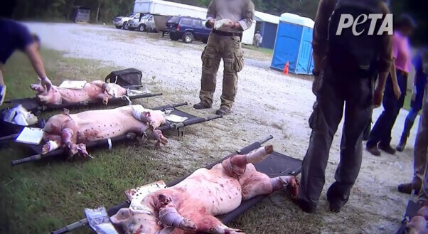 trauma-training-pigs-military