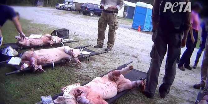 Tell the Military to End Animal Abuse in Trauma Training Drills!