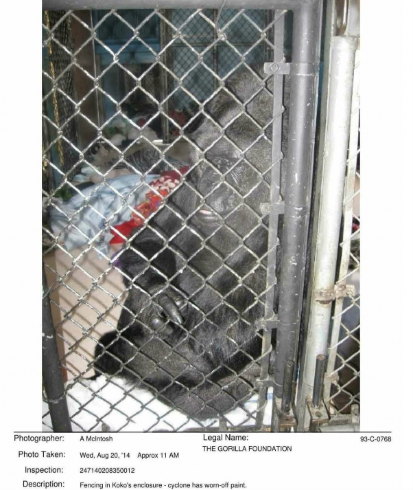 Photo of Koko from 2014 USDA Inspection