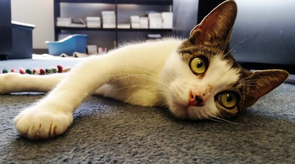Eve, a kitten available for adoption at PETA
