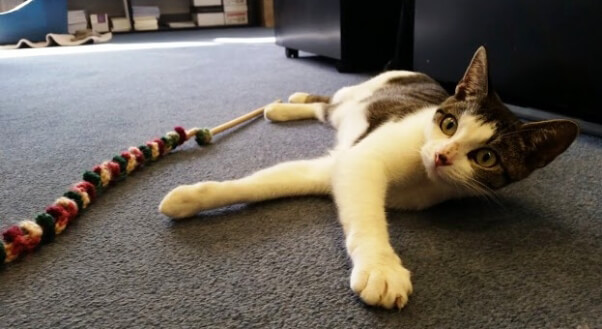 Eve, a kitten available for adoption at PETA