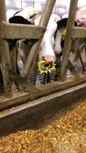 cow, dairy, nose, ring