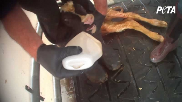 4 Force Feeding