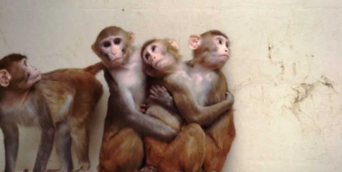 Incompetence kills animals at OHSU