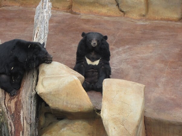 Three Bears General Store