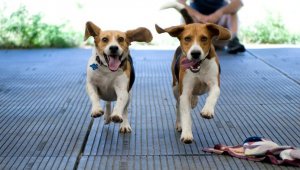 Two beagles running toward camera with ears flapping