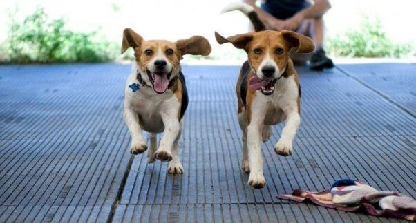 Two beagles running toward camera with ears flapping