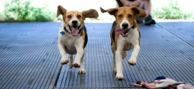 Two beagles running toward camera with ears flapping
