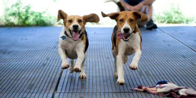 Two beagles running toward camera with ears flapping