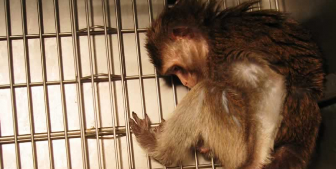 Could a Chaotic Seattle-Area Primate Lab Become a COVID-19 Hotspot?