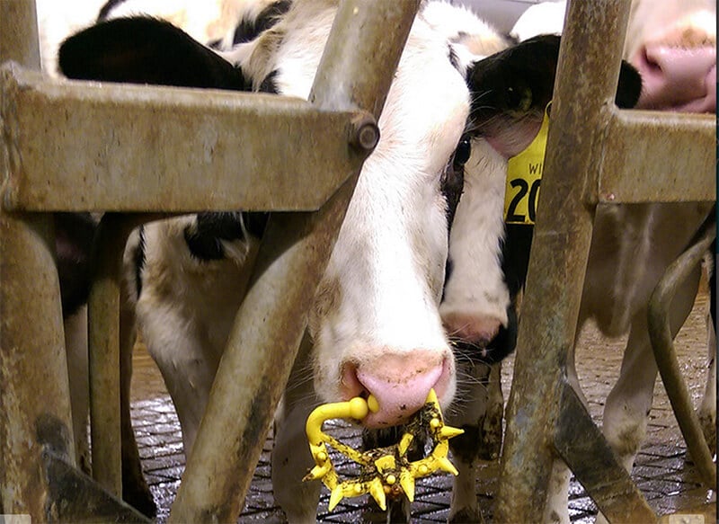 rape with animal The 2014 Voice of Stray Dogs report listed a total of 33 cases of  interspecies sexual assault between (almost always) a human male  perpetrator and dog, cows and young calves as victims. “