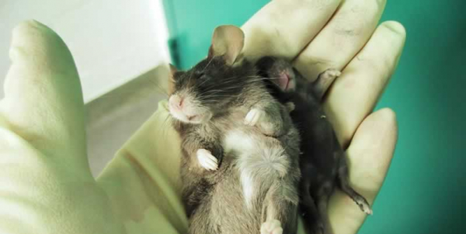 PETA to Northwestern: Stem the Tide of Misery in Your Laboratories—Act Now!