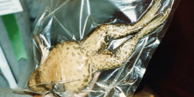 frog sealed in bag for science class