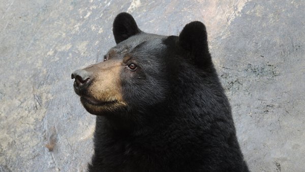 Bosco the Bear Has Died, but Other Animals Need Your Help—Take Action!