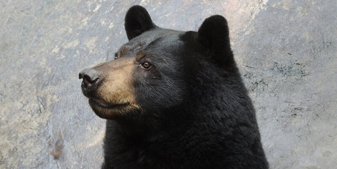 Bosco the Bear Has Died, but Other Animals Need Your Help—Take Action!