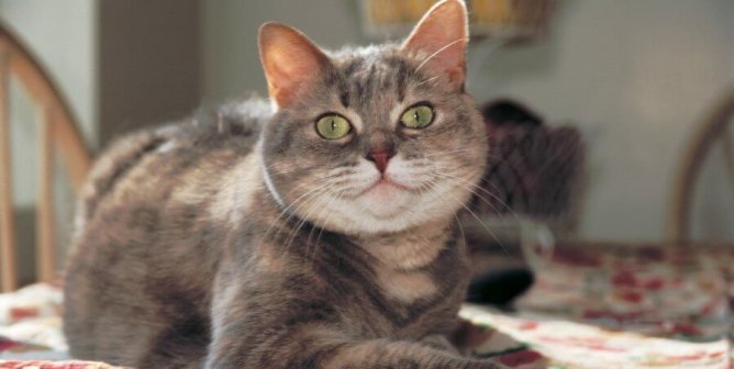 Why My Cat Is My Purr-fect Valentine