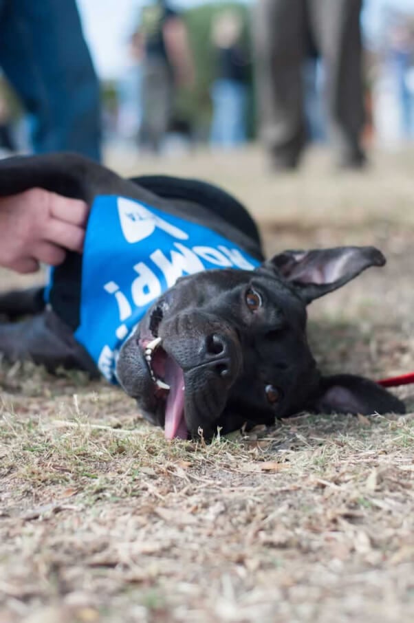 Fall Adoptathon_10.24.15_43