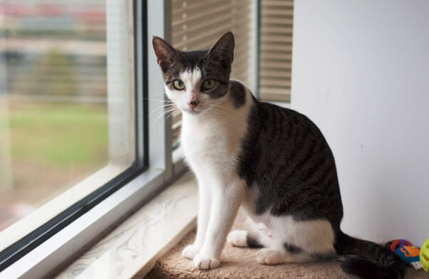 Eve, a kitten available for adoption at PETA's Sam Simon Center