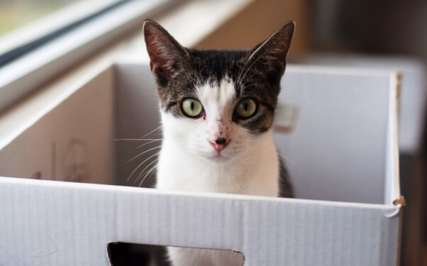 Eve, a kitten available for adoption at PETA's Sam Simon Center