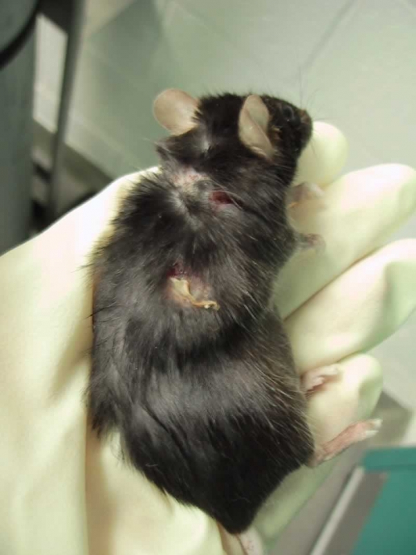 Deadly Virus Sweeping Through Mice in Laboratories PETA