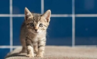 Pledge to End Animal Homelessness
