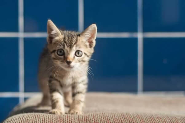 Kittens for adoption at PETA headquarters