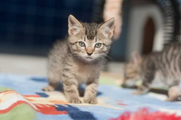 Kittens for adoption at PETA headquarters