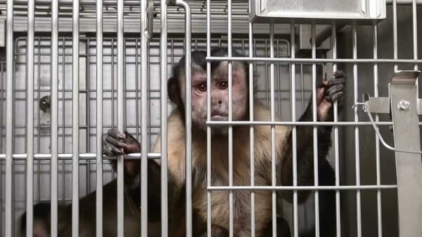 NIH Capuchin 1