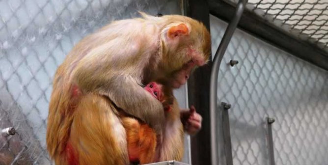 How Vivisection Kills