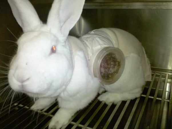 PLRS rabbit w fleas