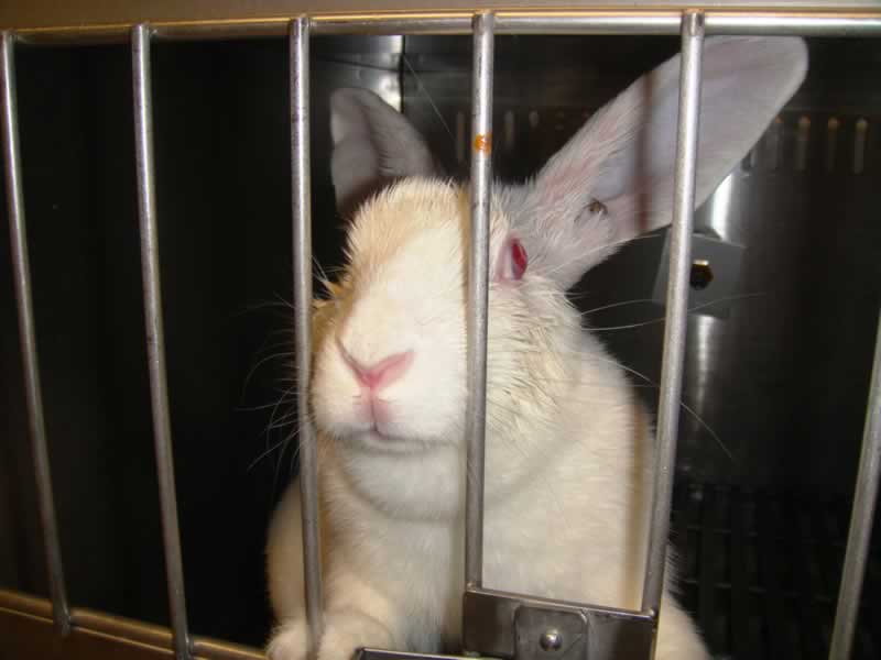Rabbit Utah 1 Animal Methods Bias in Publishing and How to End It