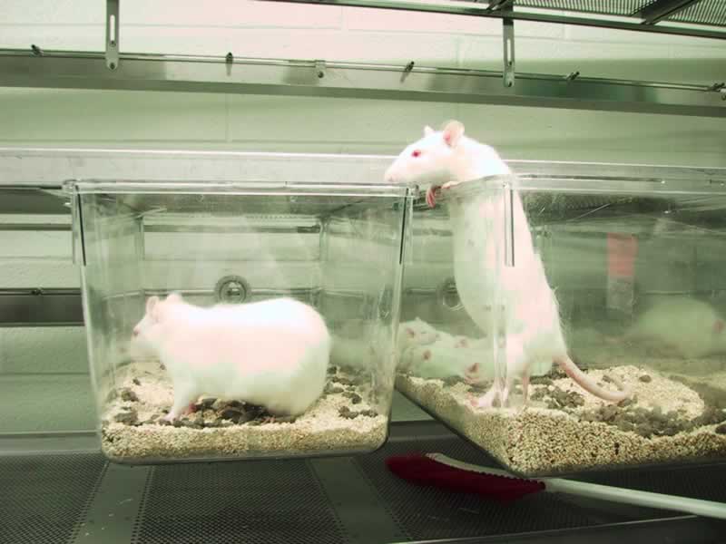 The Truth About Animal Testing | PETA