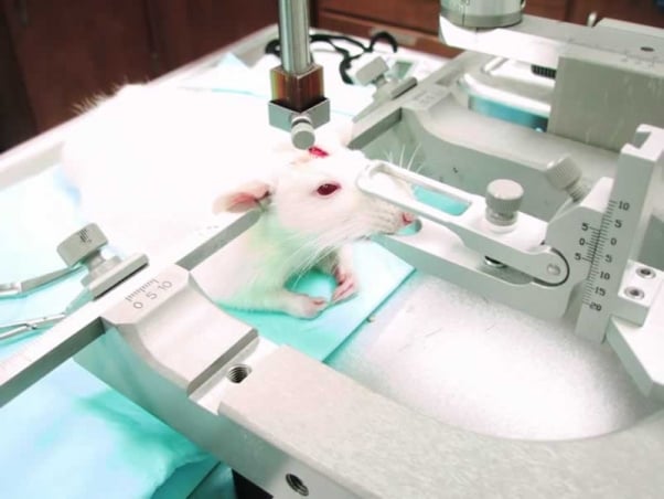 Experiments on Animals Fail 90% of the Time. Why Are They Still