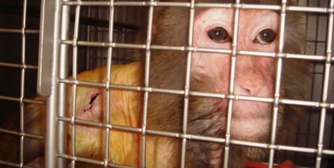Monkey in a cage