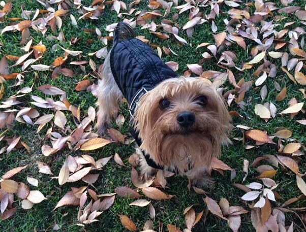 Yorkie in Leaves