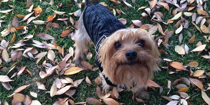 Dogs in Leaves: Instant Happiness Guaranteed