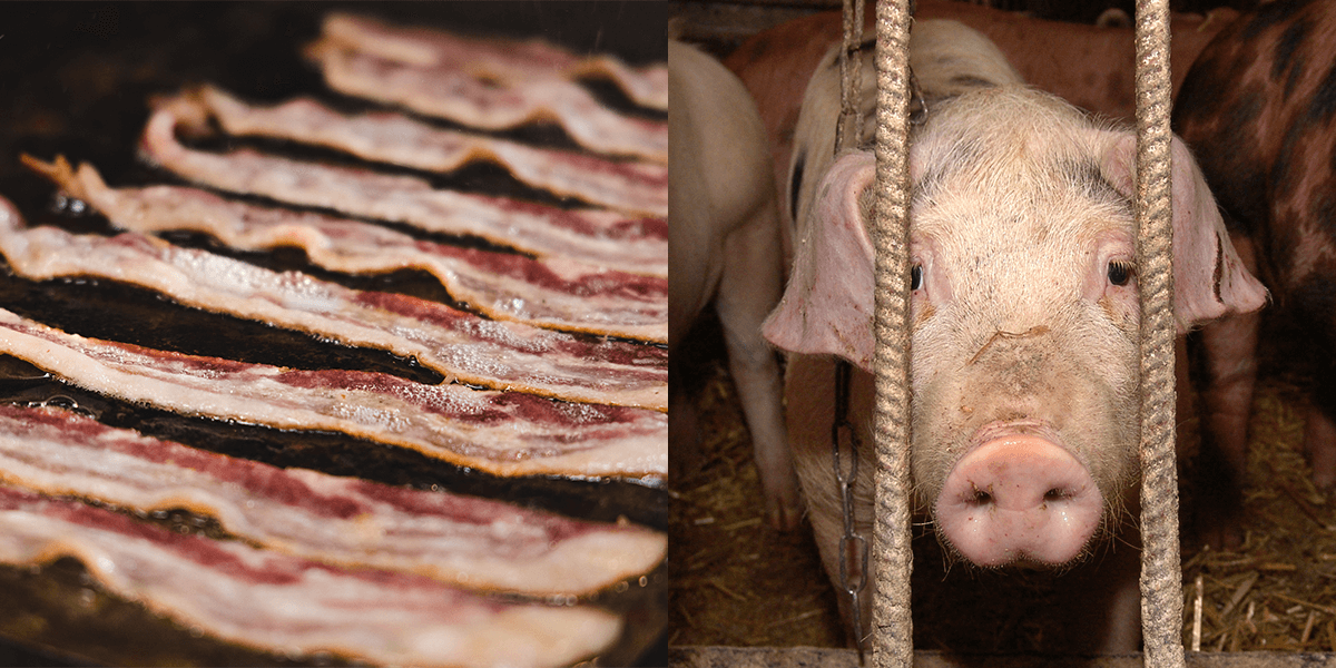 Are Ham And Bacon Bad For Dogs