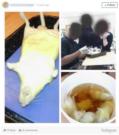 bucket-of-rats-6