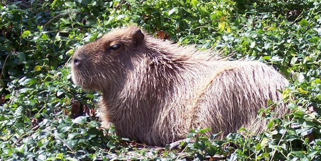 capybara