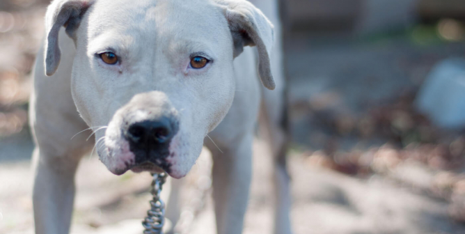 Animal Rights Uncompromised: Chaining Dogs