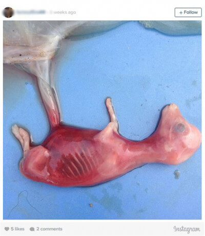 cow-fetus3