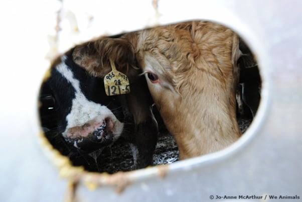 cows in transport truck