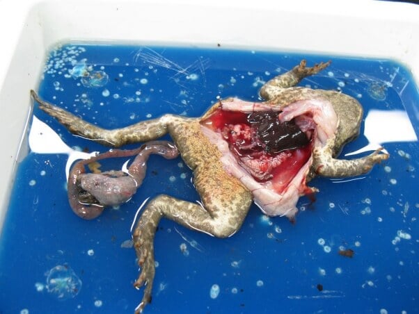 dissection frog on a tray