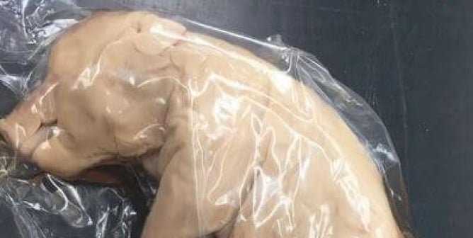 dissection alternatives, dissection, dissection cruelty, pig dissectin