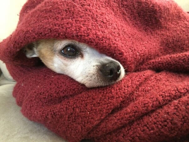 dog-blanket-take-your-dog-to-restaurants