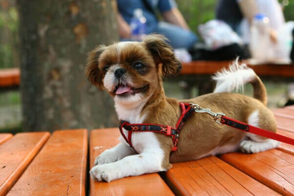 dog-on-leash-and-harness-take-your-dog-to-restaurants