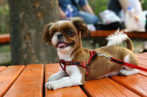 dog-on-leash-and-harness-take-your-dog-to-restaurants